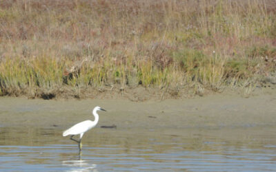 L’avifauna della laguna veneziana